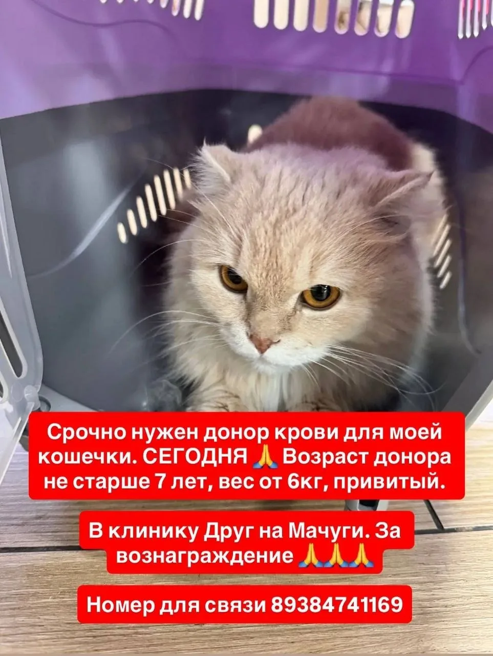 Ребята чуть не по теме, но может среди вас и ваших знакомых есть котик, который сможет ...