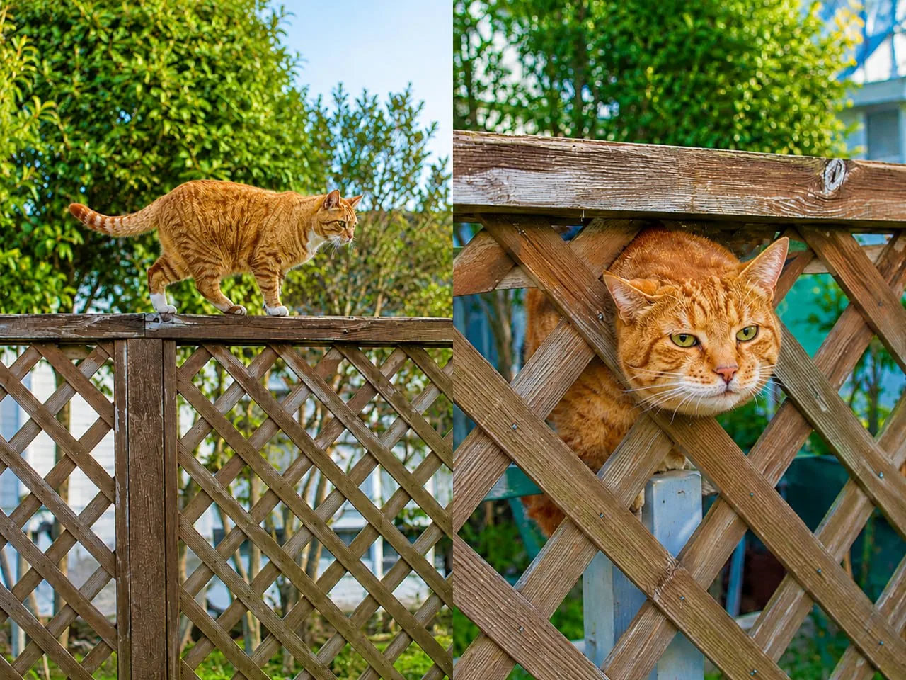 🙂 После длинных выходных всё, как у кота, которого выручили из беды спасатели 🔍

🕺 Планировал въе