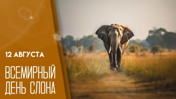 🐘 День слона в старшей группе № 3!