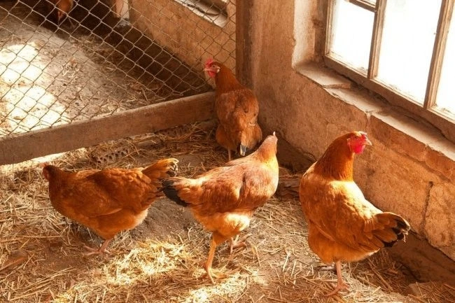 🐔 В Запорожской области начали защищать птиц от гриппа

В регионе стартовала кампания по профилакти