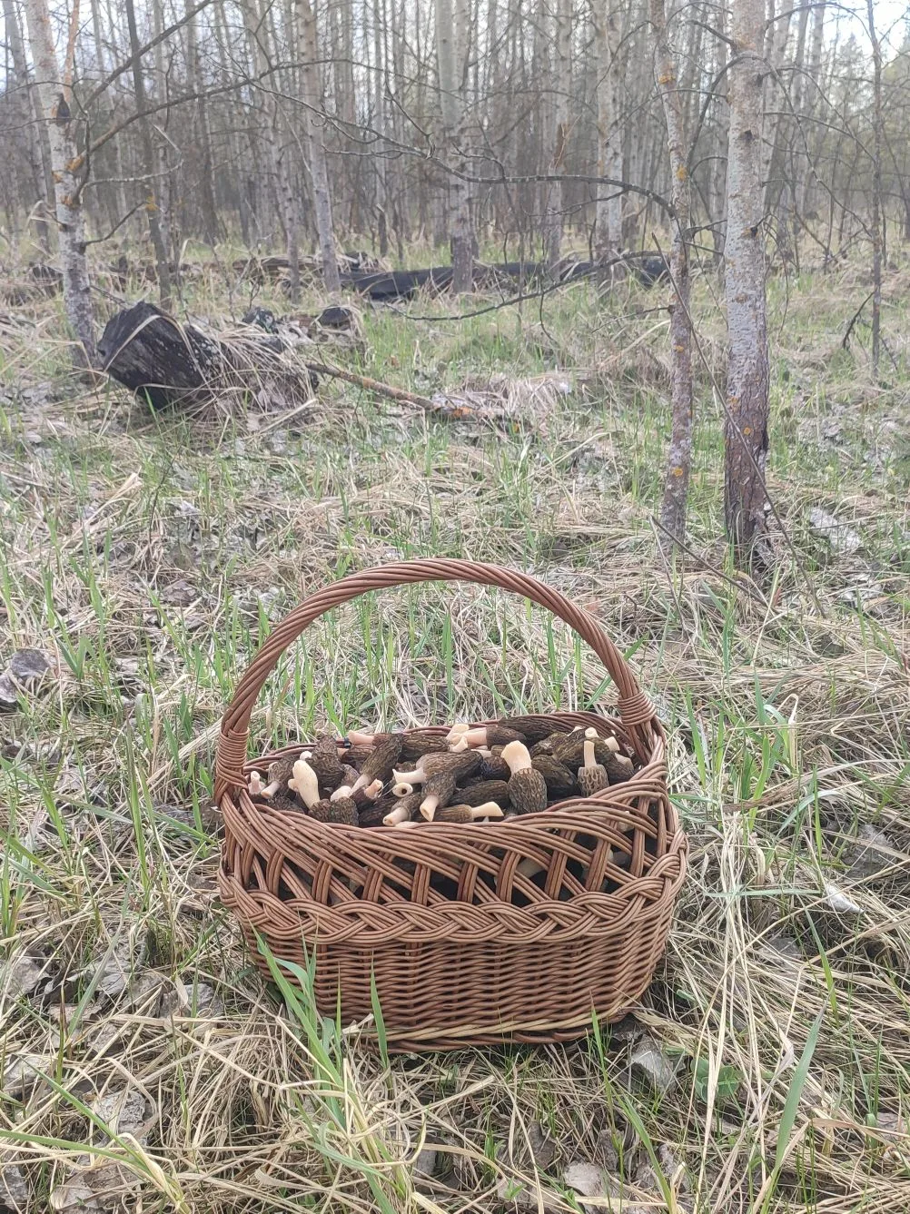 Продолжаем собирать сморчки, сезон отличный, червивых пока нет.