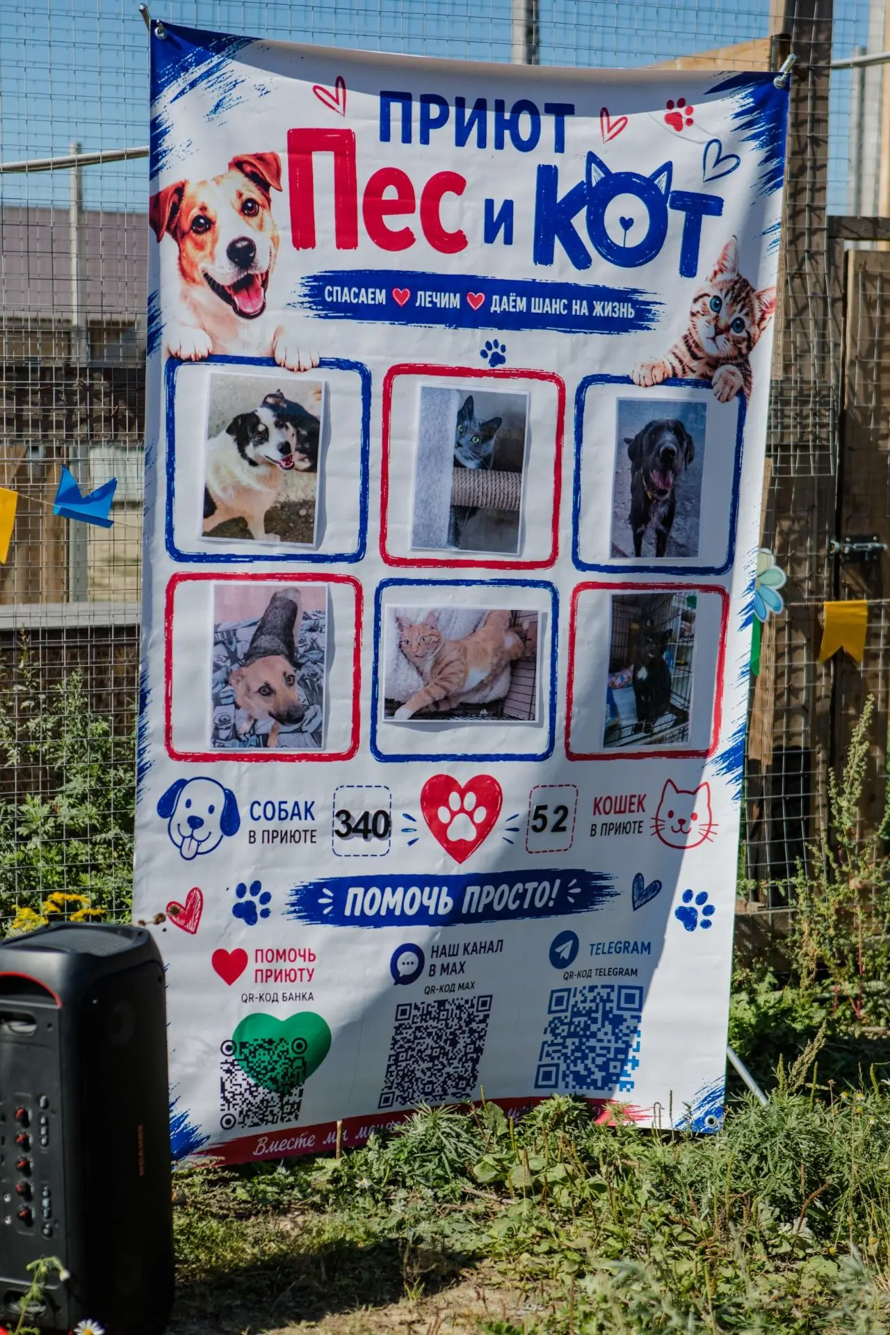 🐶🐱 Приют «Пёс и кот»