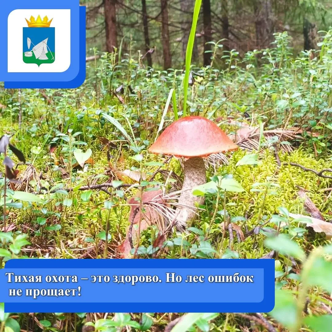 📌 Тихая охота – это здорово. Но лес ошибок не прощает.