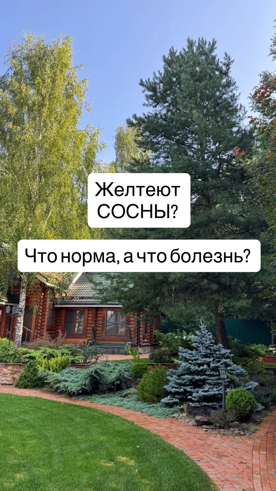 Сосны желтеют- разбираемся, что болезнь, а что норма