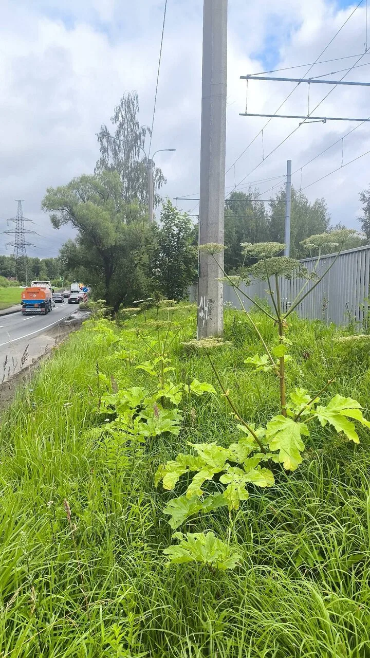 На Рябовском шоссе (перед поворотом на Лесопарковую, под ЛЭП) активисты ведут работы по уничтожению 