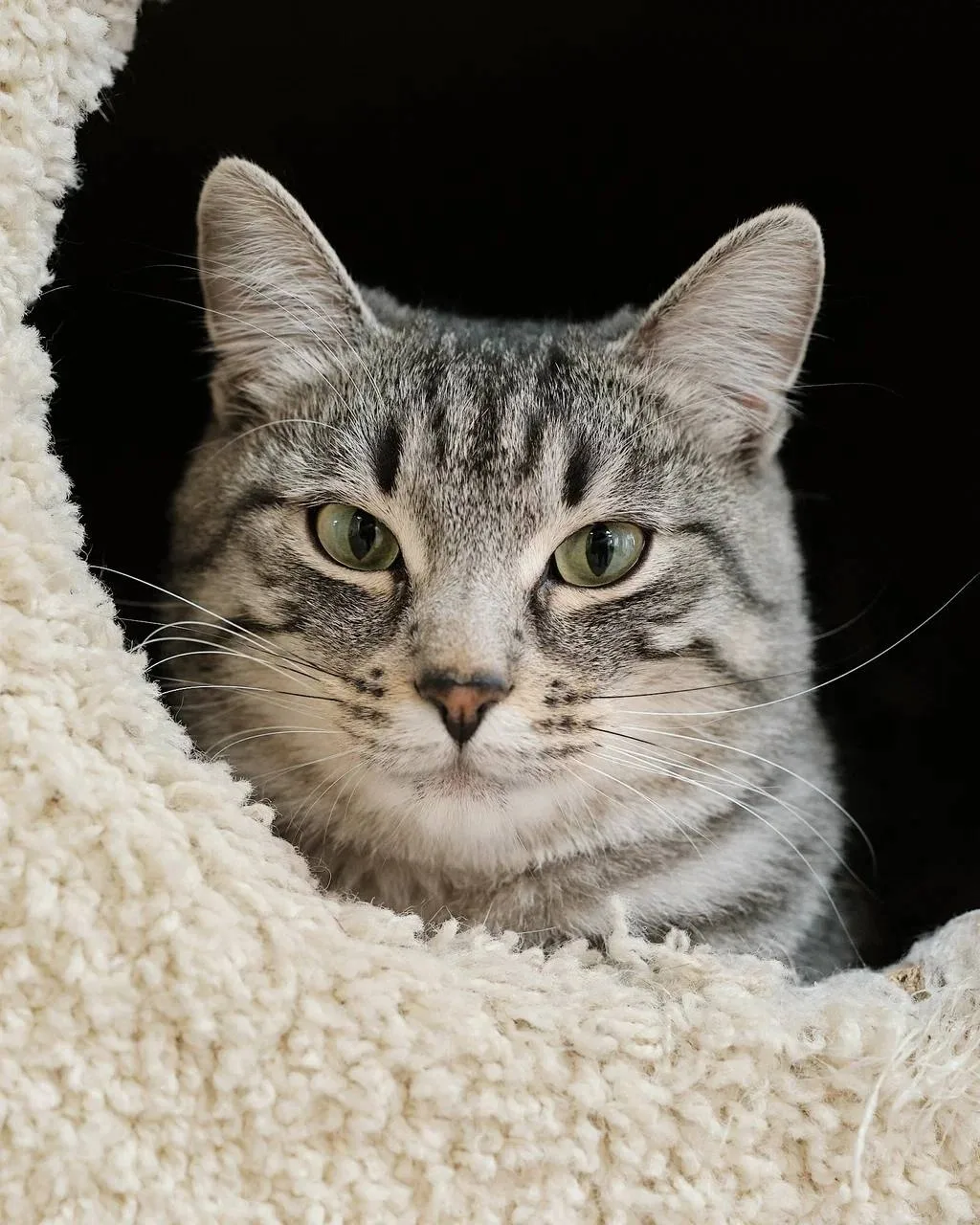 Шархан — тот самый серебряный кот, мимо которого невозможно пройти спокойно.