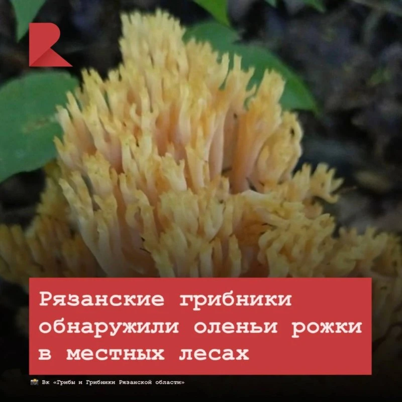 🍄‍🟫 В лесах Сапожковского округа Рязанской области обнаружили рамарию желтую, которую...