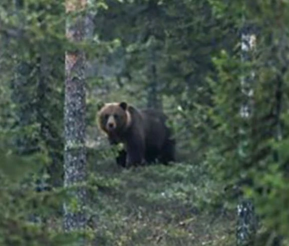 🐻🌲«Я начала истошно кричать и визжать». Медведь бросился на девушку в Карелии. Вечеро...