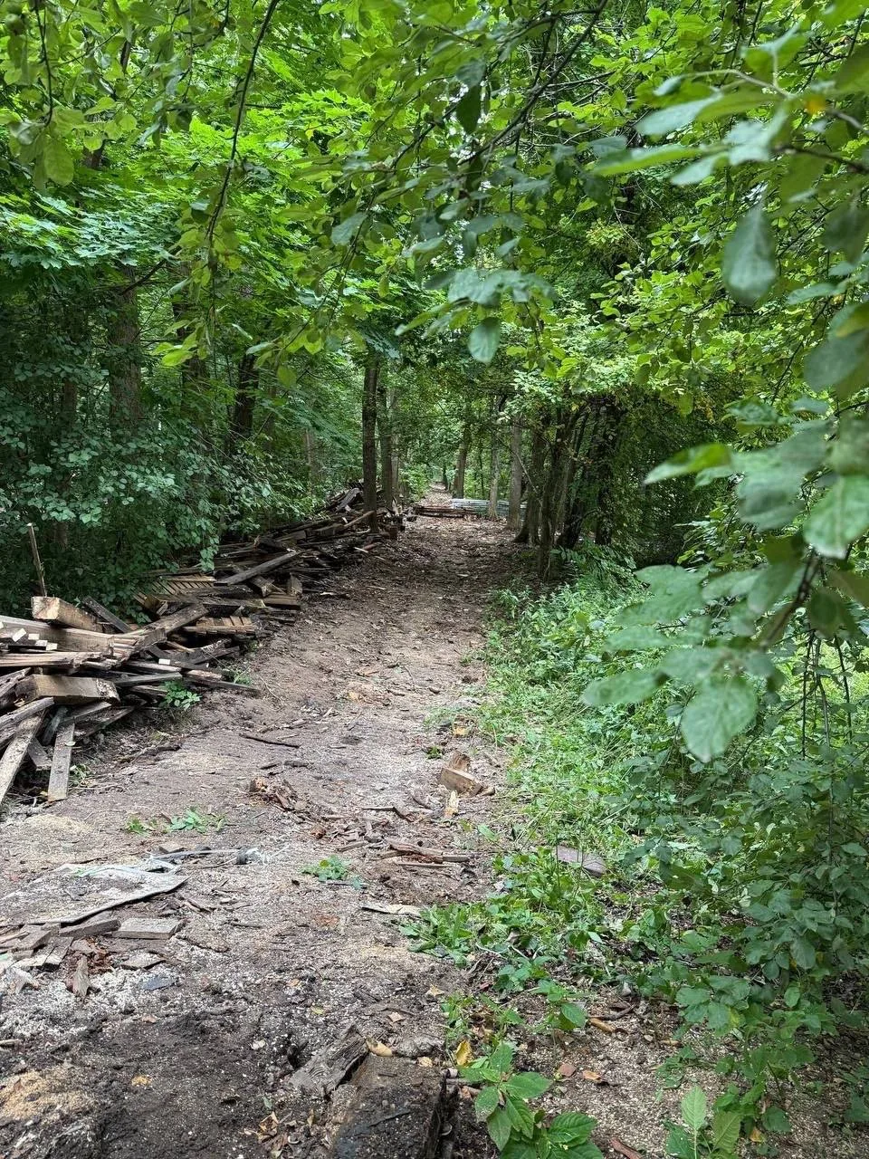 🌳 Благоустройство Бирюлевского дендропарка