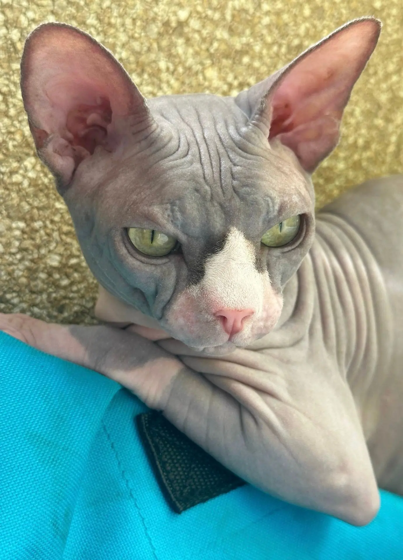 Понедельник, Котята.