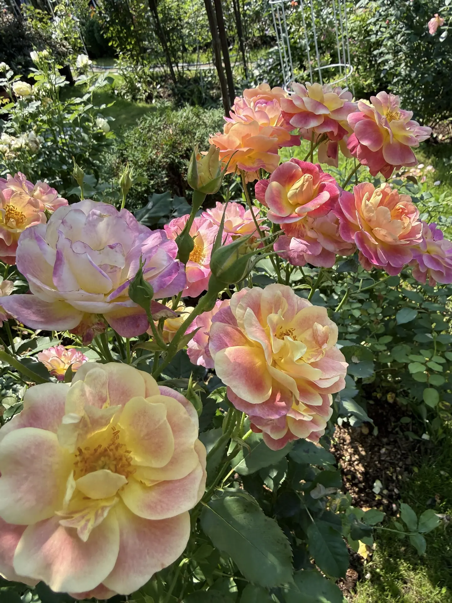 https://rosesdreams.ru/catalog