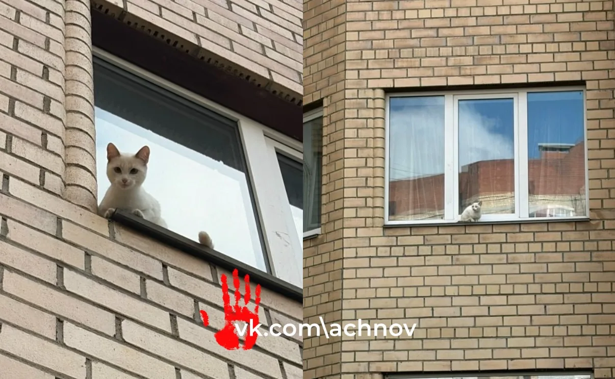 😢 Хозяева, возвращайтесь скорее. Грустные фото из Магнитогорска

На Тевосяна, 4 заметили кошечку, к