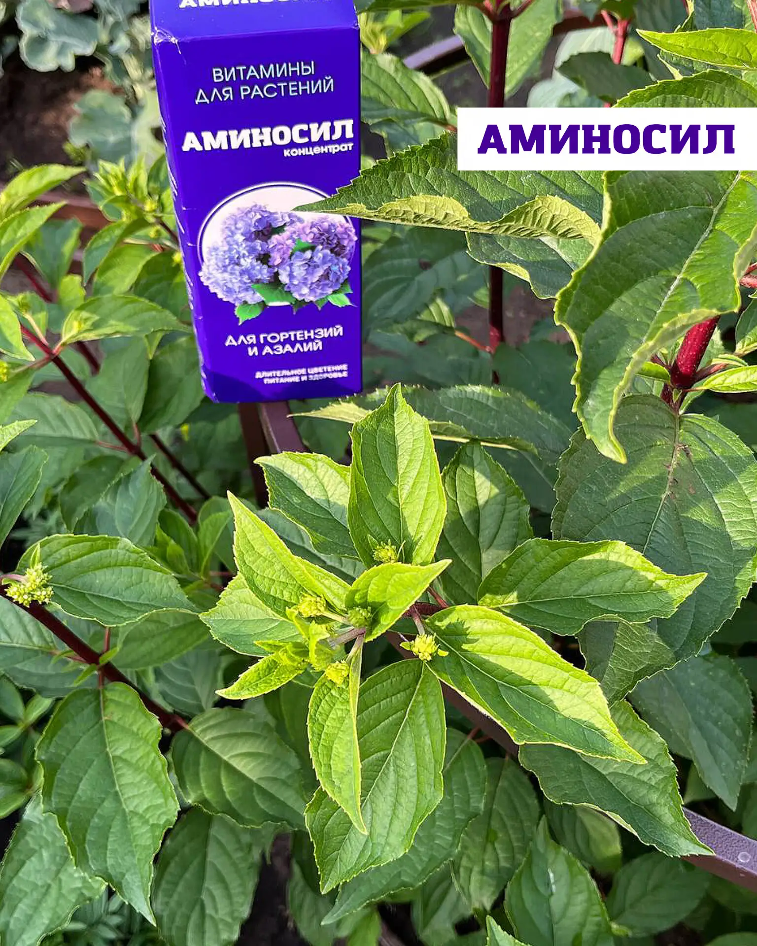Когда сажать метельчатую гортензию, чтобы она прижилась и пышно цвела 🌸  Метельчатая гортензия — одн