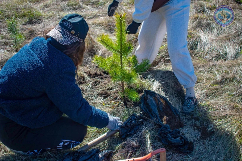 🌳 В селе под Благовещенском высадили небольшой лес из 200 сосен и маньчжурских ясеней