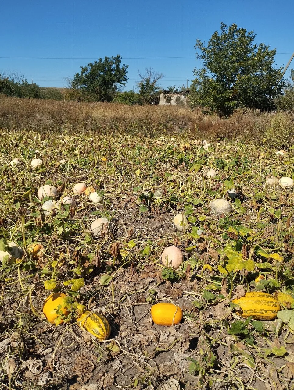 Продам тыквы, Енакиево, 10 руб.
