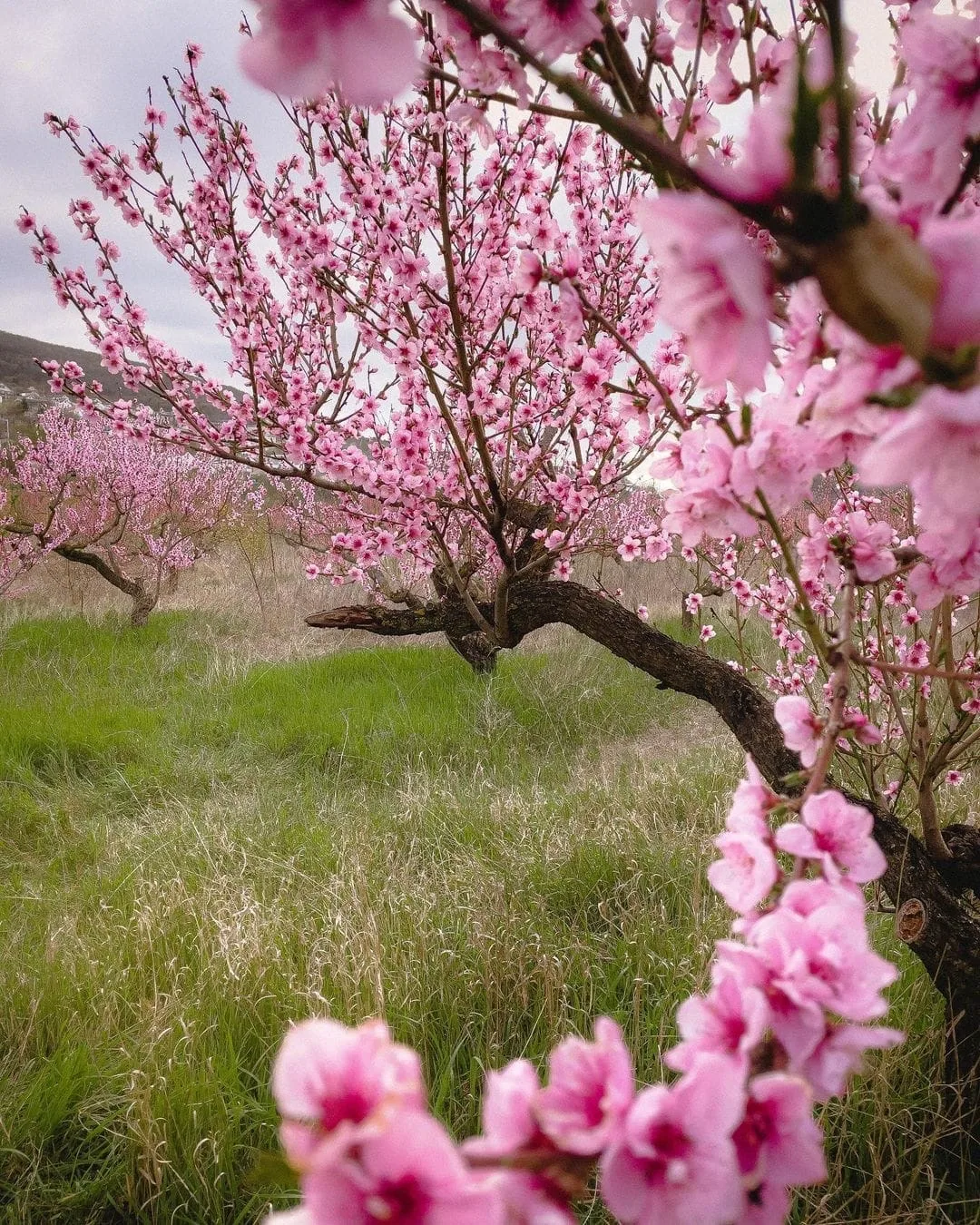 🌸 Крым нарядился в розовый. Так цветут персиковые сады в Железнодорожном  Цветущие персиковые сады п