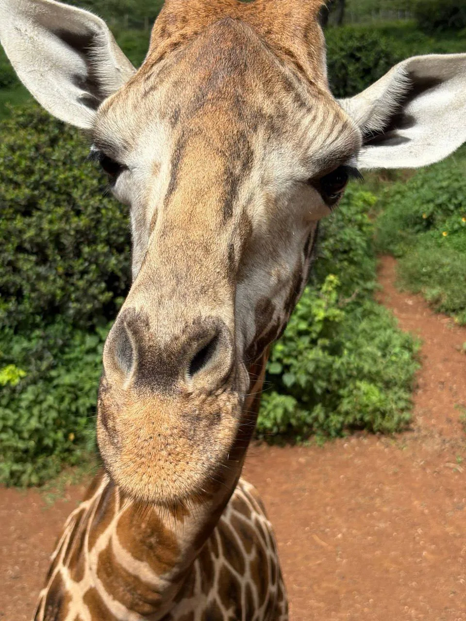 Сафари - визитная карточка Африки🦒
