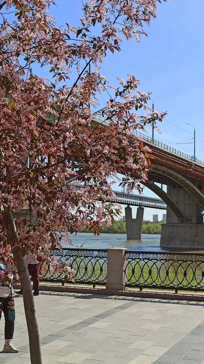 🌸Черемуха Шуберта