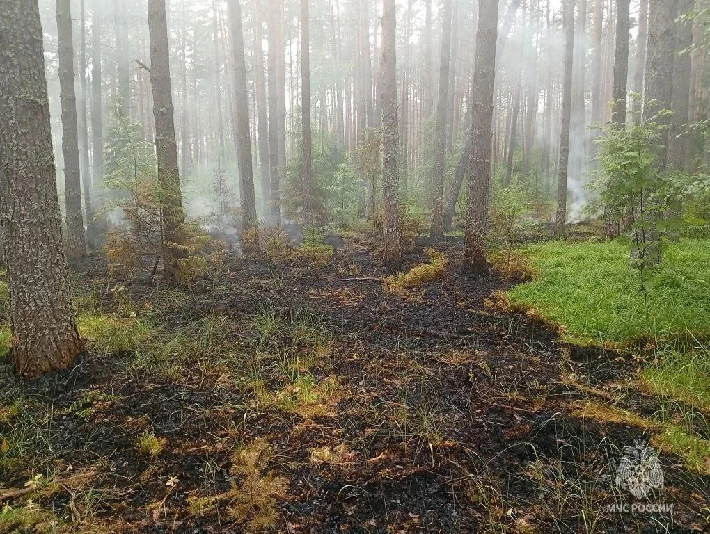 В Южском районе Ивановской области спасатели всю ночь боролись с лесным пожаром.

Возгорание произош