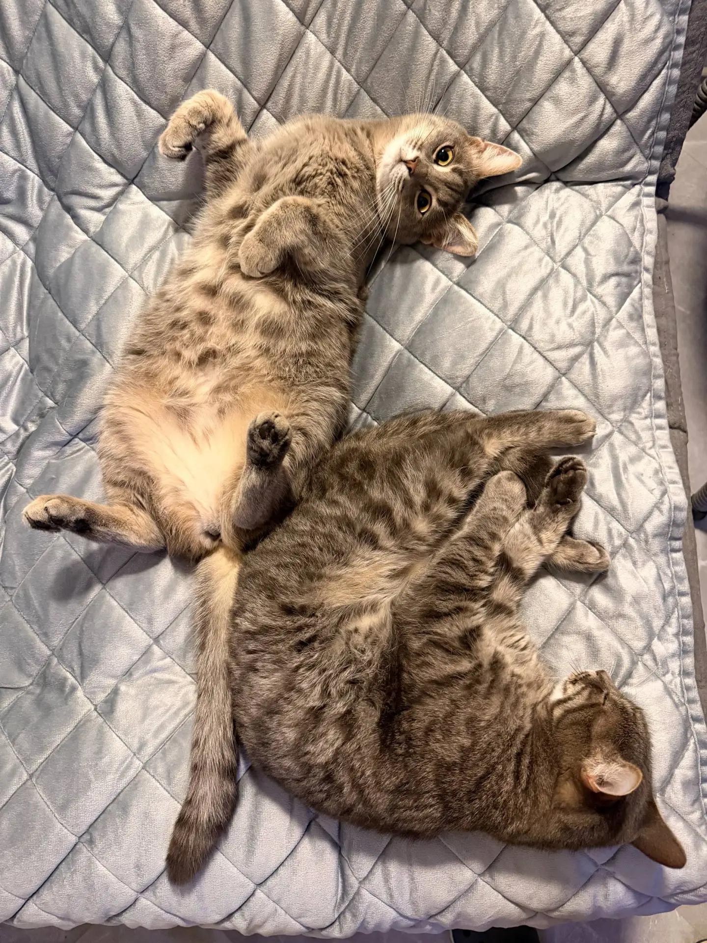 Спокойной ночи 😴 друзья ))