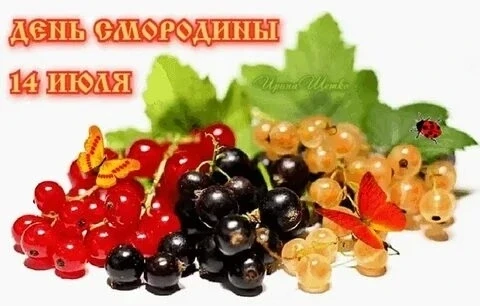День смородины: праздник ягод и пользы 
 
 "День смородины"! Это не просто вкусный праздник, но и от