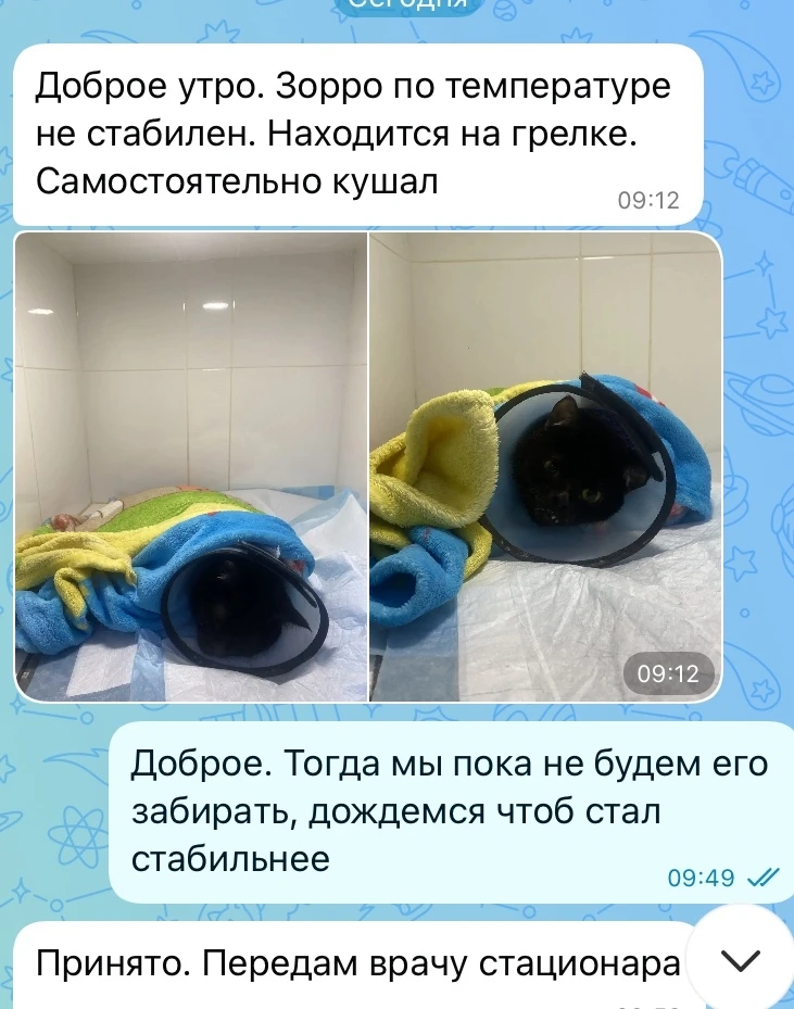 Кот Зорро_после ДТП