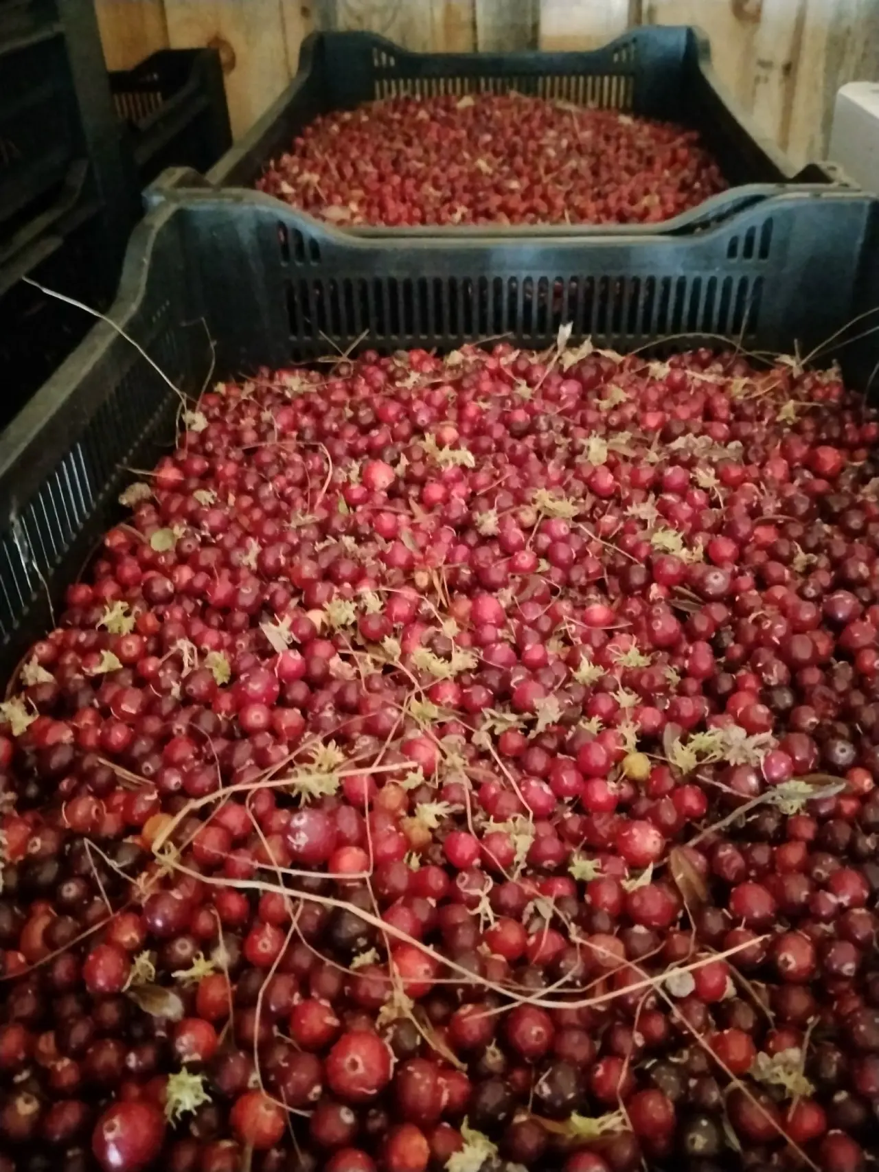 ПРОДАМ КЛЮКВУ С МУСОРОМ 1.5-2 ТОННЫ. КИРОВСКАЯ ОБЛАСТЬ. СВЕЧИНСКИЙ РАЙОН