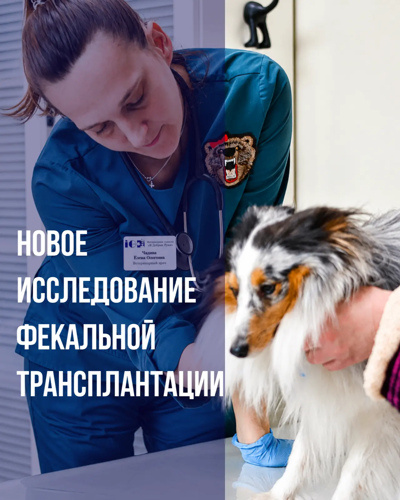 Когда у собаки месяцами диарея, проблемы со стулом, потеря веса и лечение помогает только на время в