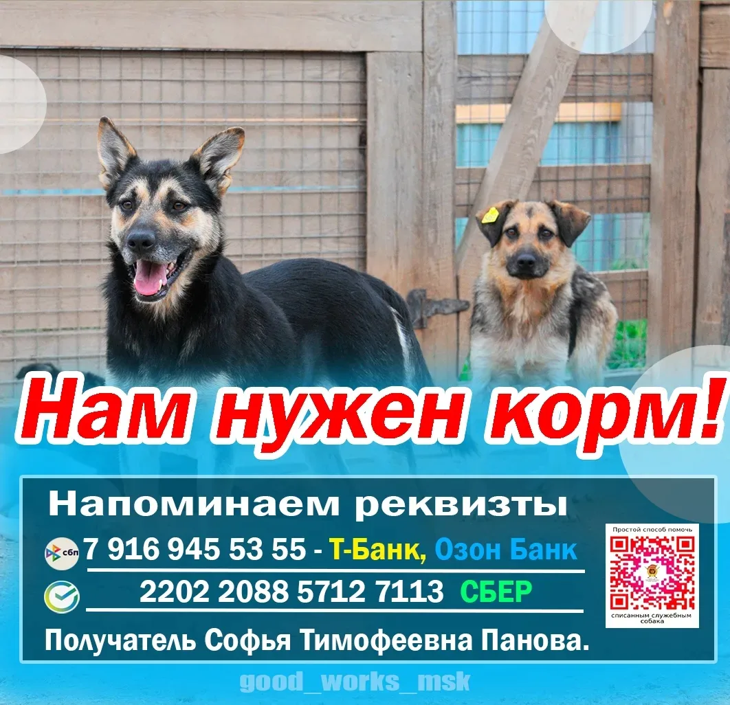 Со сбором на 50 тыс сухой корм, и 50 тыс на гречку надо активизироваться 🙏🙏🙏

Там в частном поряд