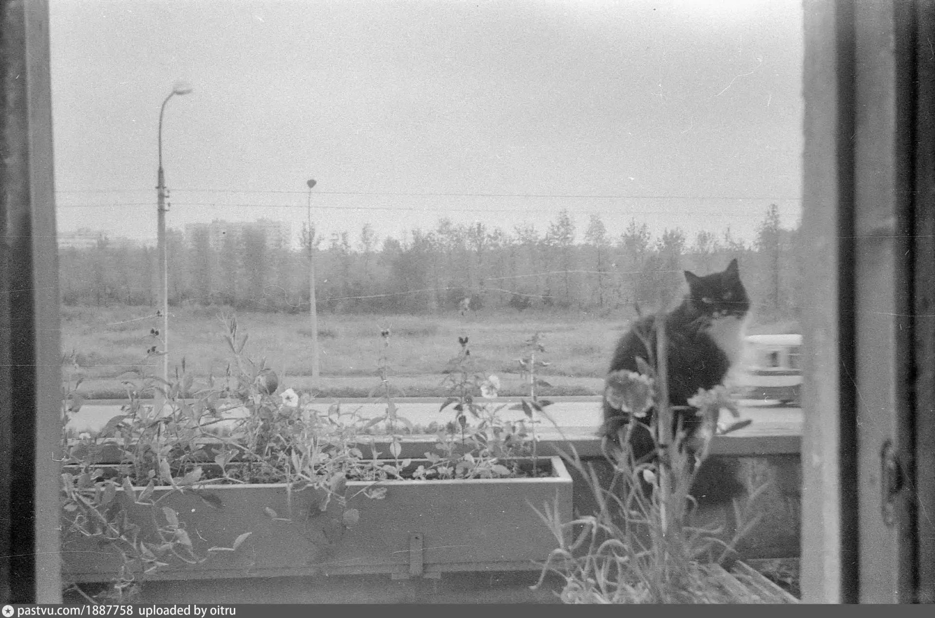 Проспект Луначарского из дома 78. 1980 год.
Источник:

Источник: https://vk.ru/wall-23904_394444