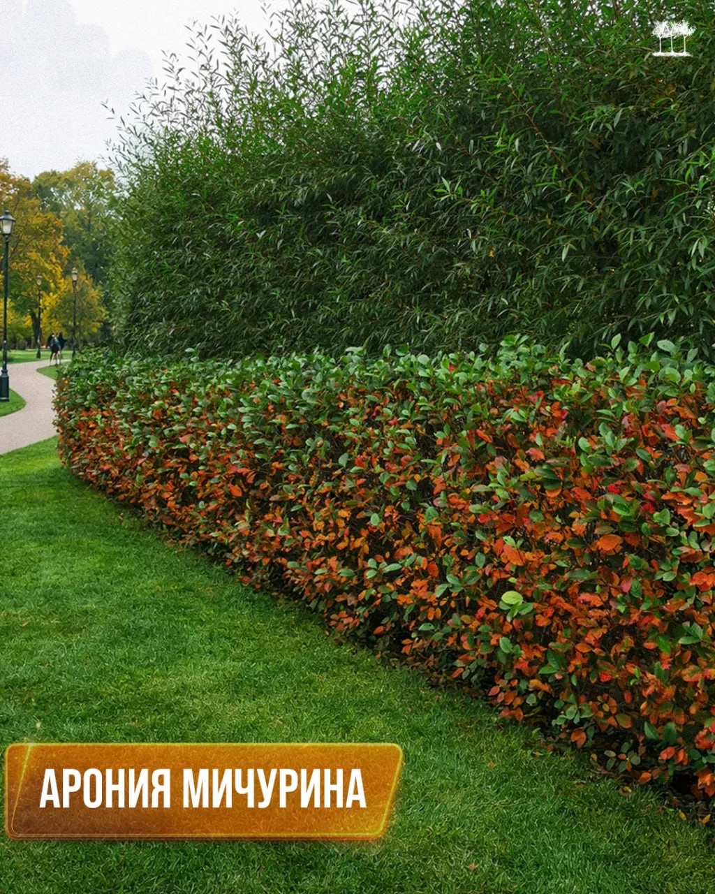 Арония Мичурина: рабочее решение для живых изгородей, склонов и городских объектов.