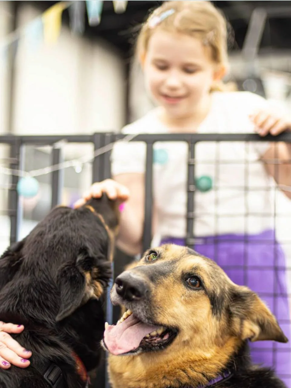 🐶 5 и 6 сентября в Севкабеле пройдёт благотворительный фестиваль-выставка животных
