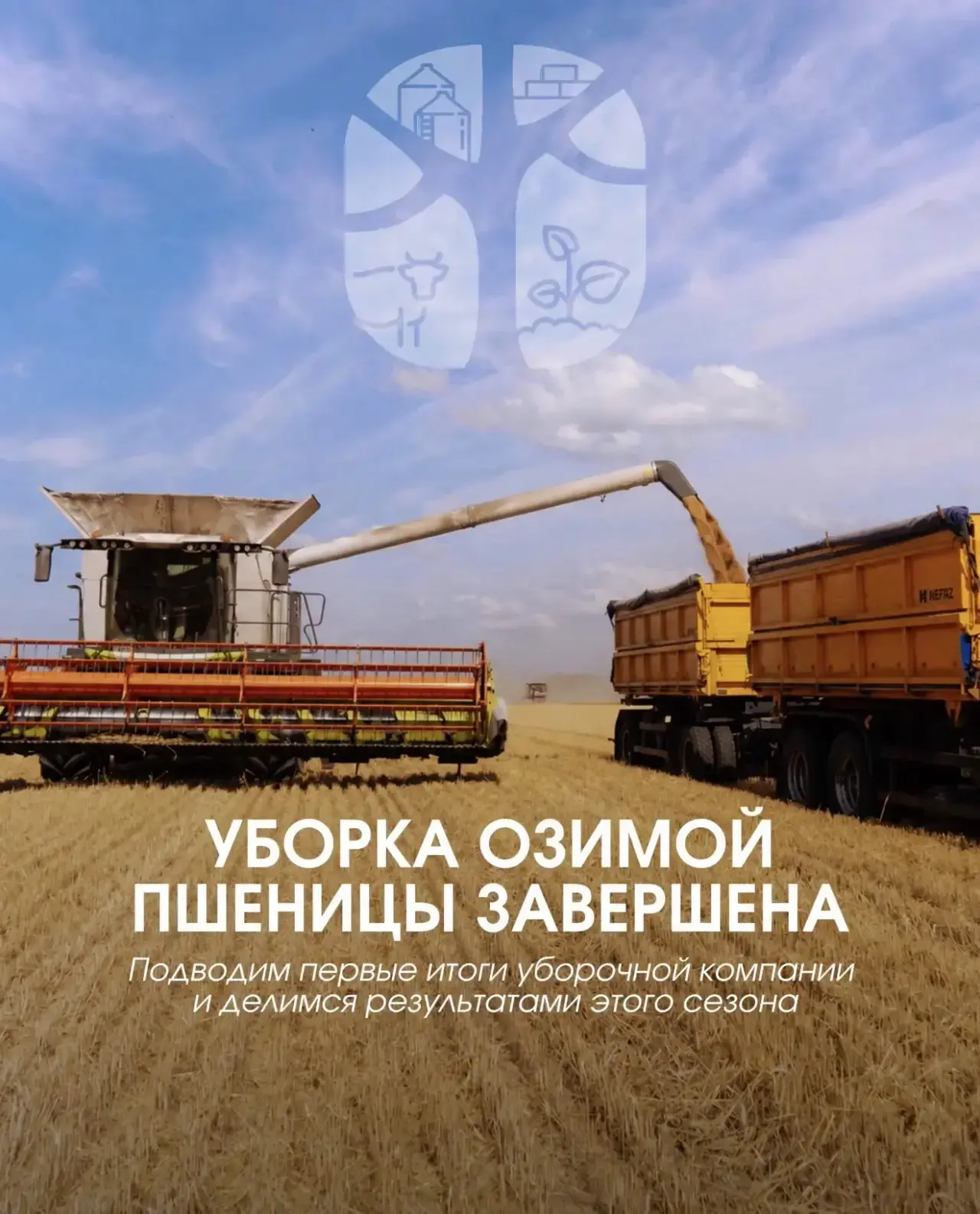 Уборка озимой пшеницы завершена 🌾