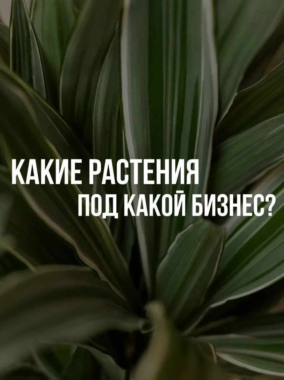 Озеленение для бизнеса 🌿