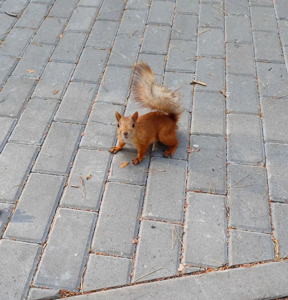 Наша гостья🐿