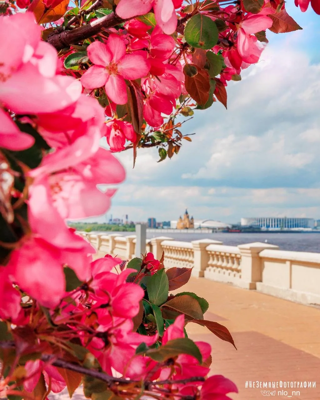 Город цветет 😍  📸 Никита Духник