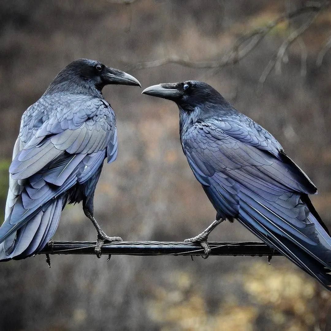 🐦‍⬛️ Вороны настолько умны, что способны разыгрывать друг друга.