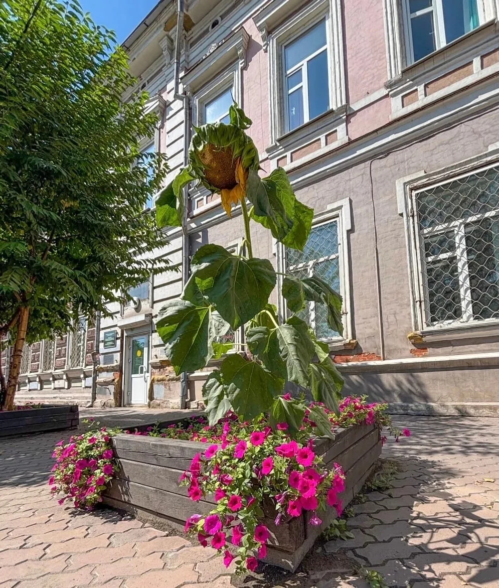 🌻 Кто ты, воин?