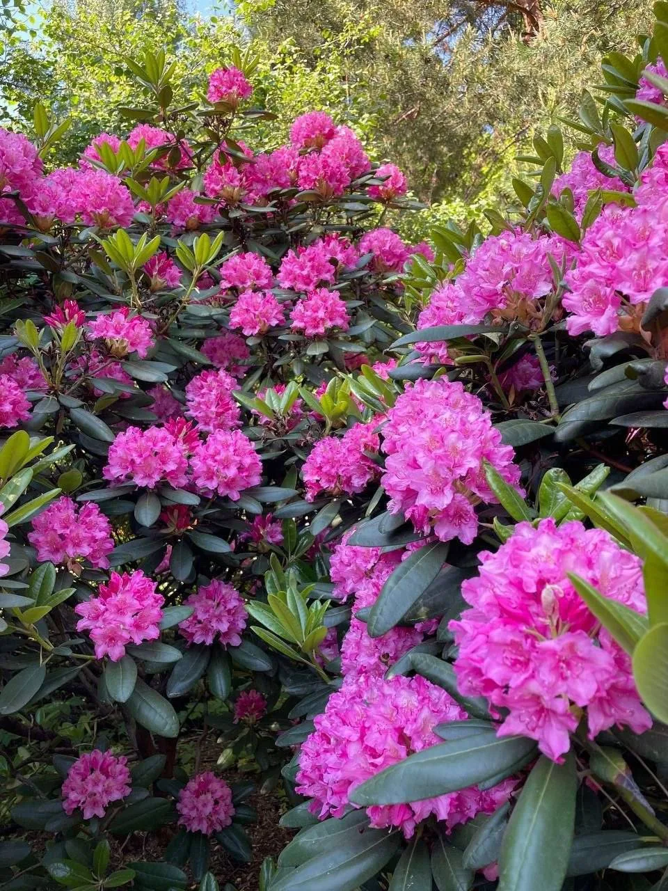 🌸 Выставка рододендронов, пионов и орхидей в Аптекарском огороде