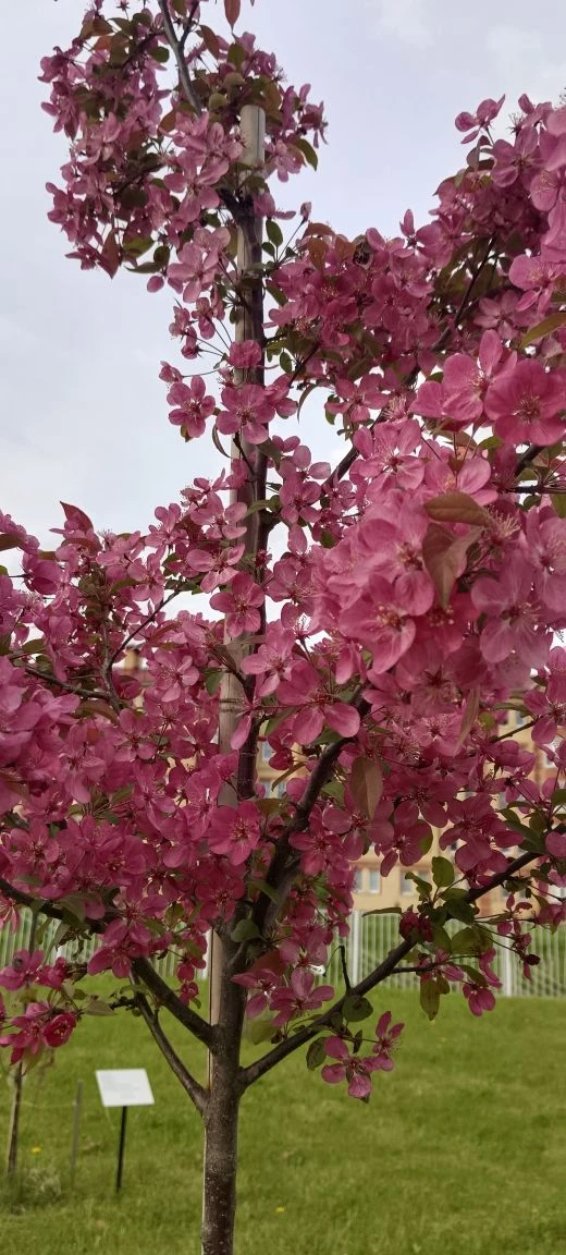 🌸 В школе цветёт «Сад памяти»  В нашей школе зацвёл «Сад памяти» — и это по-настоящему трогательное 