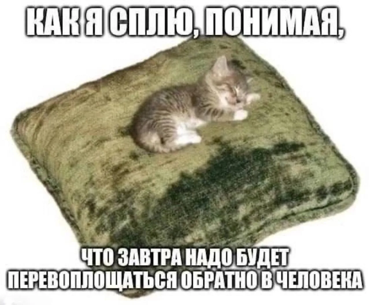Изображение 1 к публикации «мемы про котов»