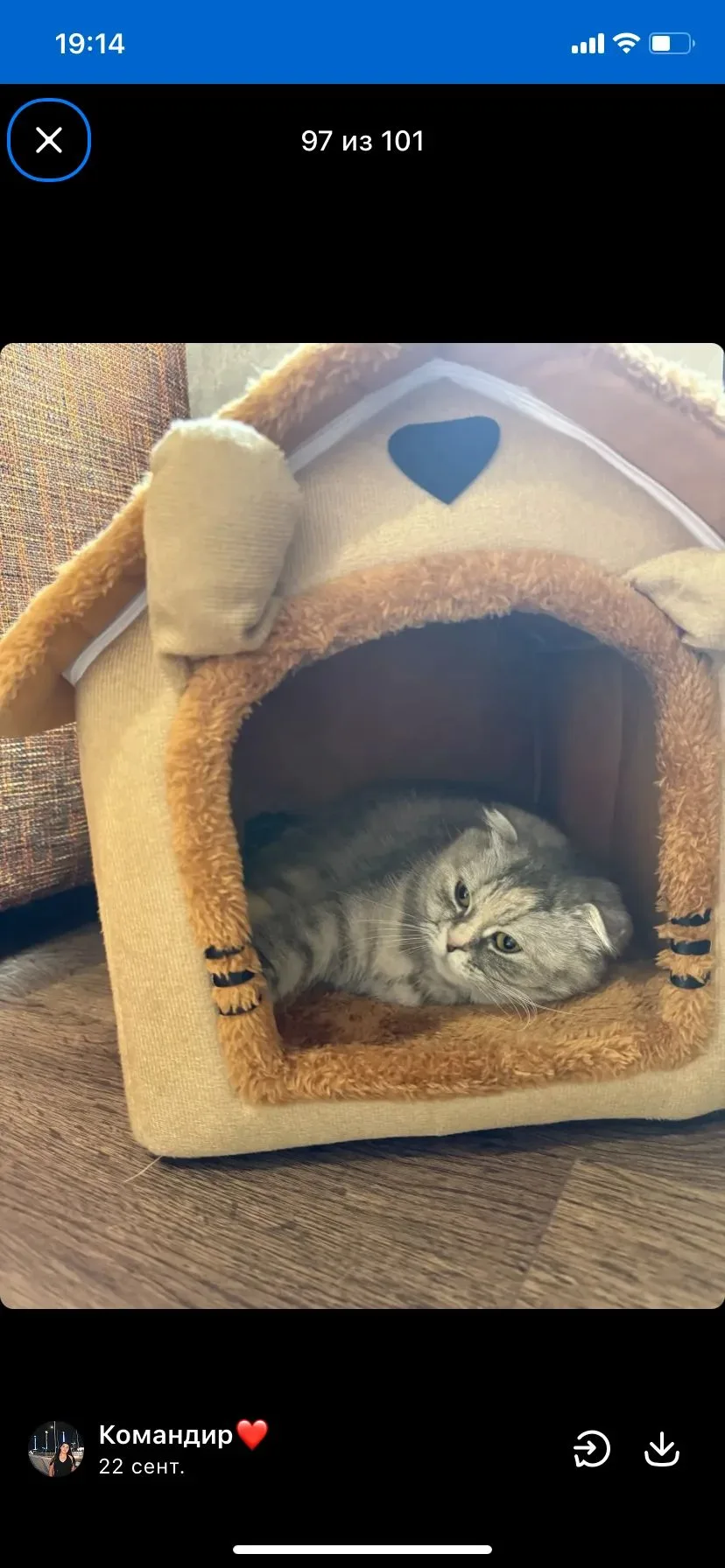 Кошка 3х лет,ласковая и спокойная