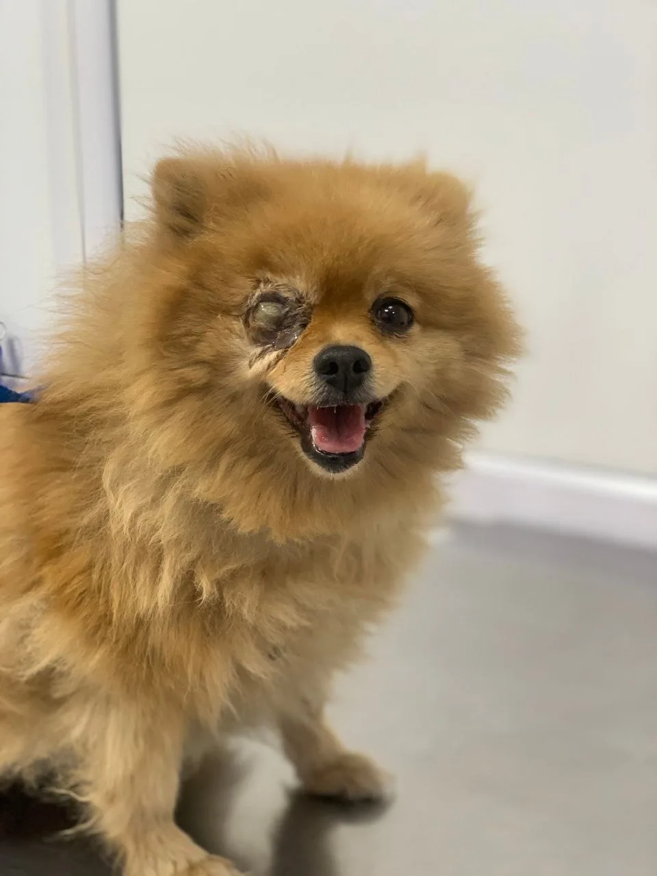Кирочка в клинике❤️🐶