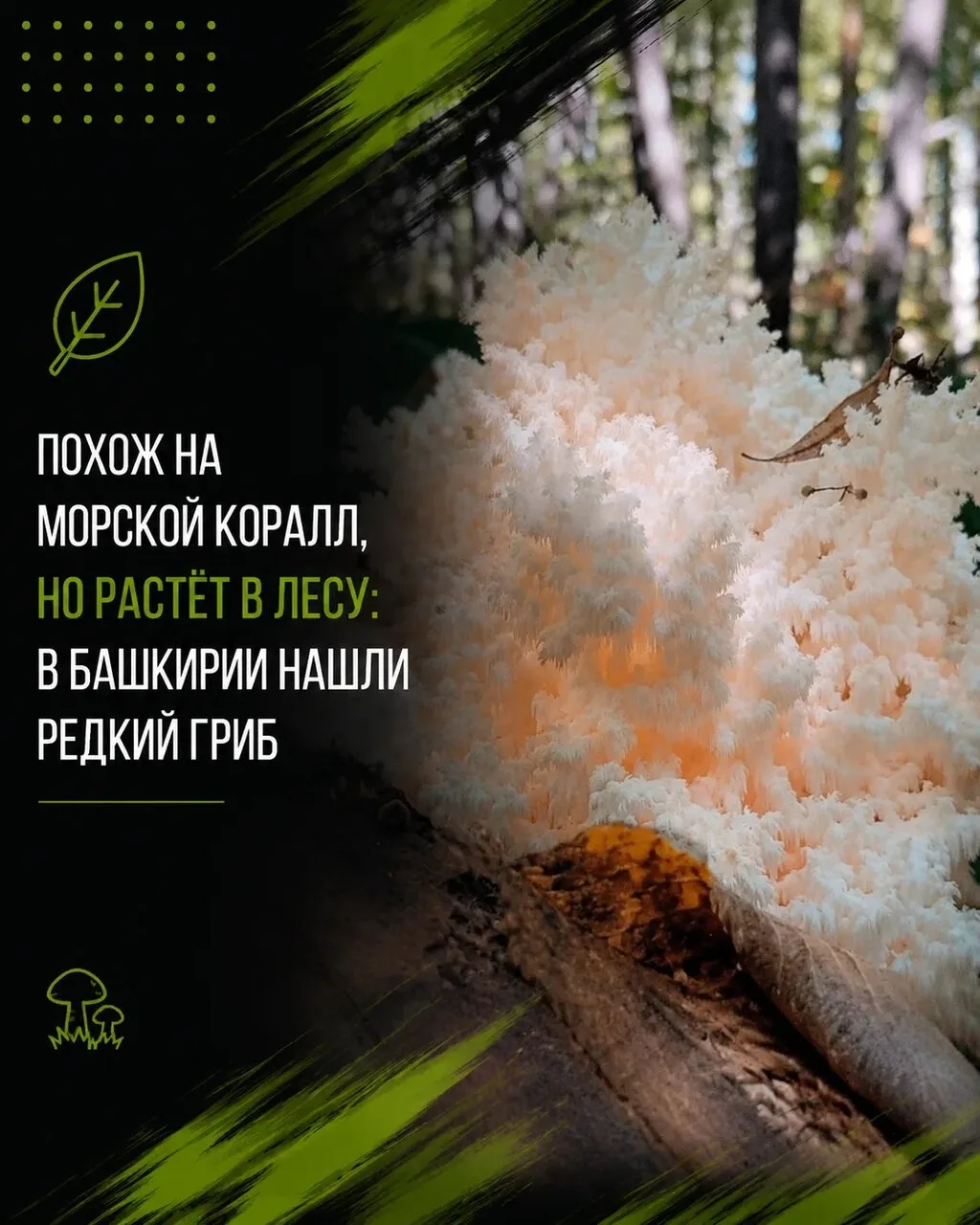 В Башкирии нашли редкий гриб из Красной книги 🍄