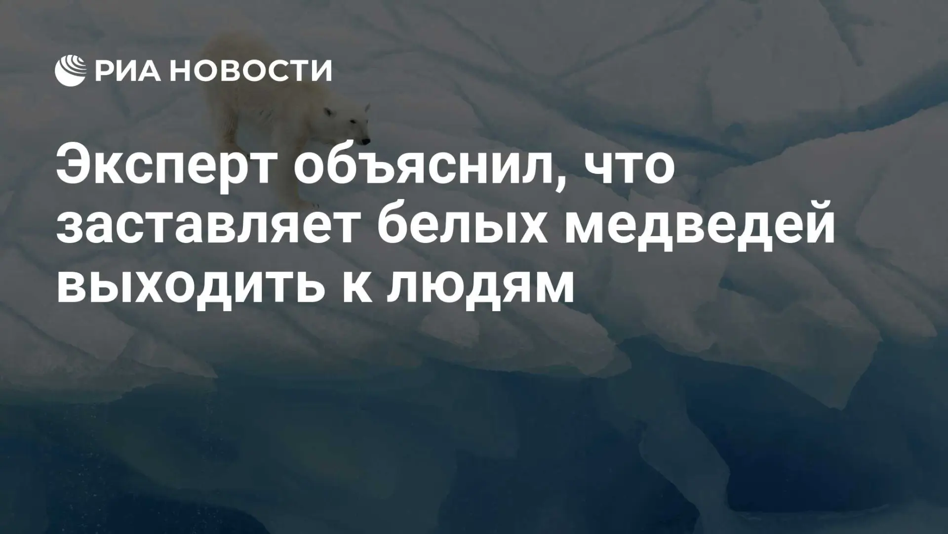 🇷🇺 Эксперт объяснил, что заставляет белых медведей выходить к людям