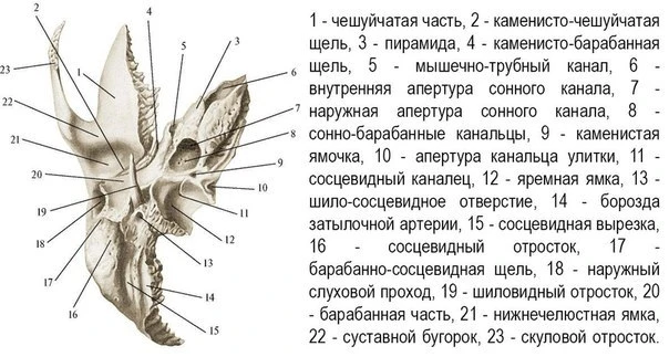 ️⭐️ Сонно-барабанные канальцы