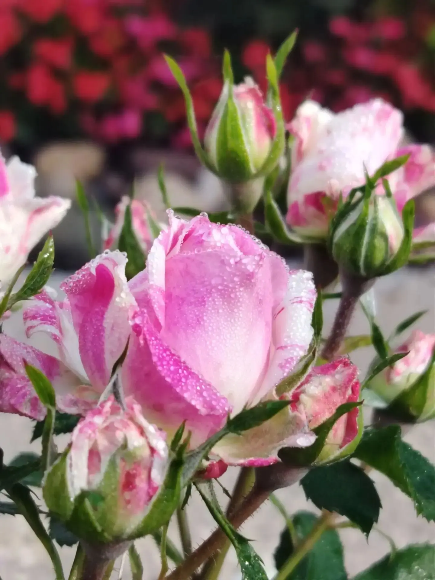 Осенний сольбинский букет 💐
