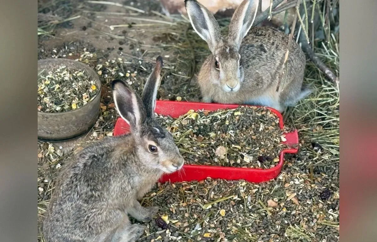🐰10 лет с ушами на макушке: юбилей «Дома Зайца» в Тверской области

Центру реабилитации диких живот