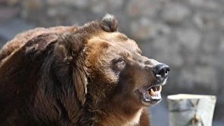 ВС разрешил не ограждать медведей при тренировке охотничьих собак