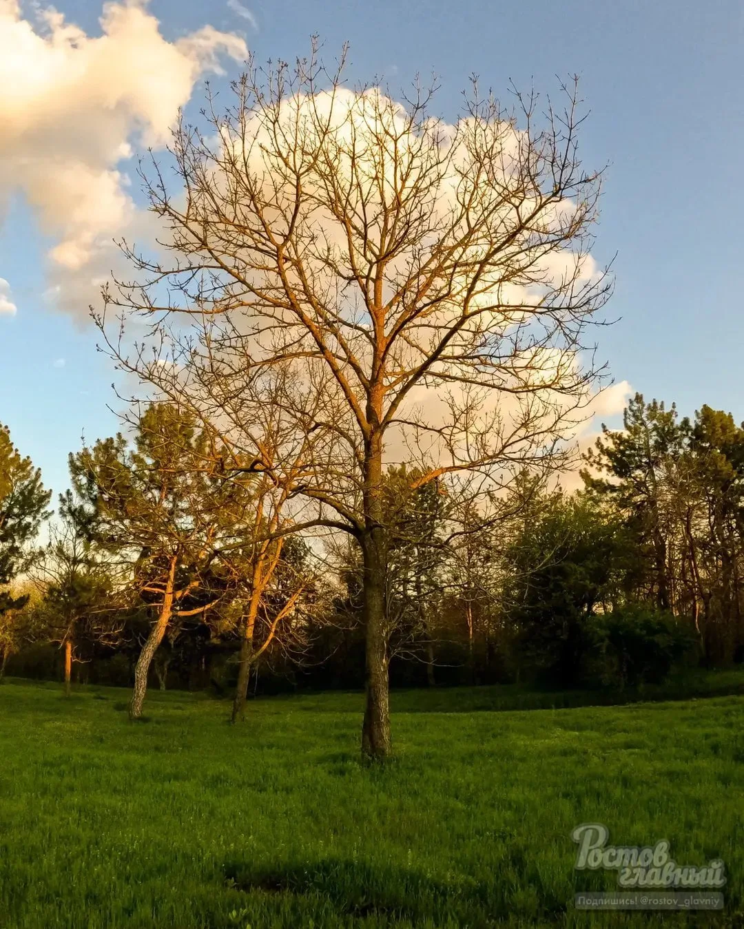 🌳 Весна в ботаническом саду ЮФУ